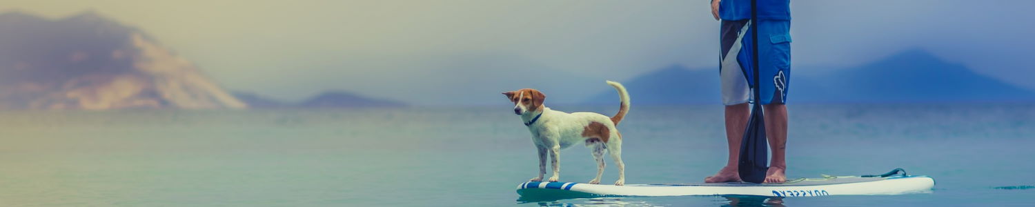 Paddle